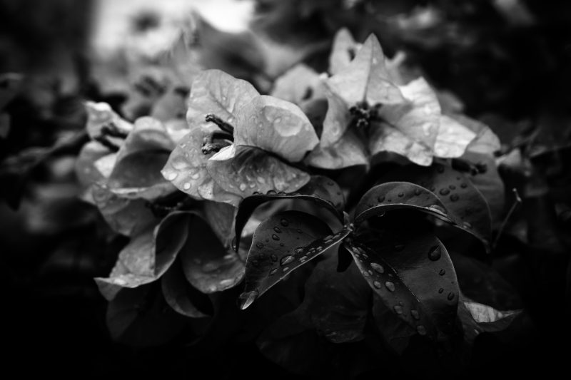 3. Les Secrets de la Création et de l'Entretien des Jardins Bio