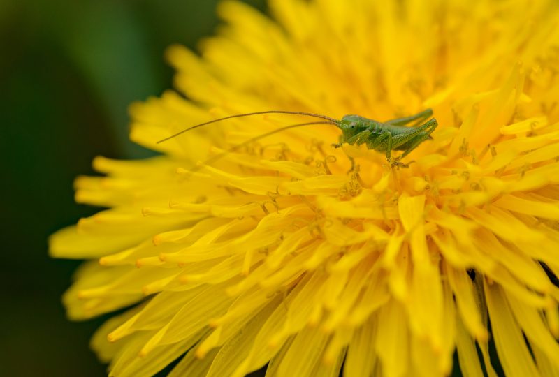 1. Les Jardins Bio : Un Écosystème de Beauté Naturelle